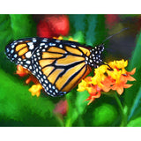 Monarch Butterfly Beauty | Diamond Painting Design - Full Drill Diamond Art with 5d Square or Round Diamonds - AB Drills Available