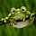 Frog Diamond Painting