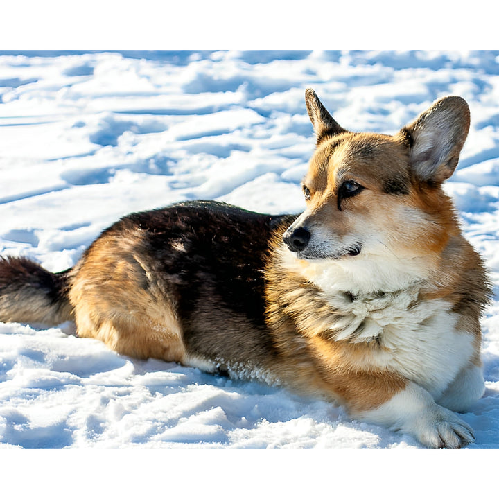 Corgi | Diamond Painting