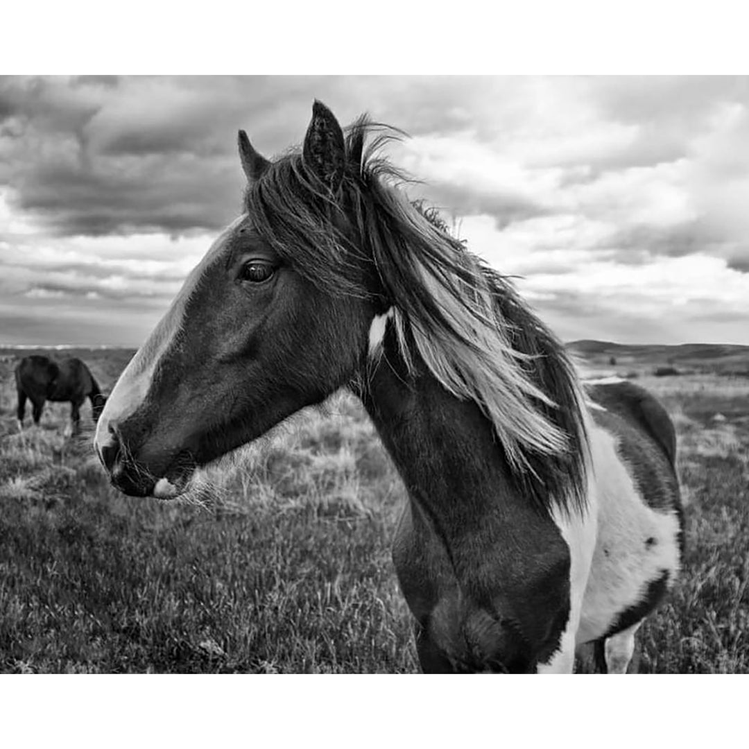 Moorland horse | Diamond Painting