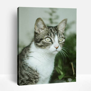 Grey Tabby Cat | Paint By Numbers