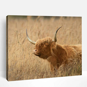 Highland Cow | Paint By Numbers