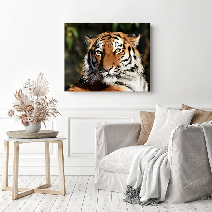 Tiger | Diamond Painting