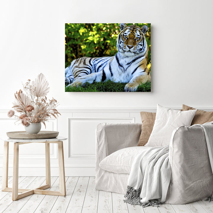 Tiger's Stare | Diamond Painting