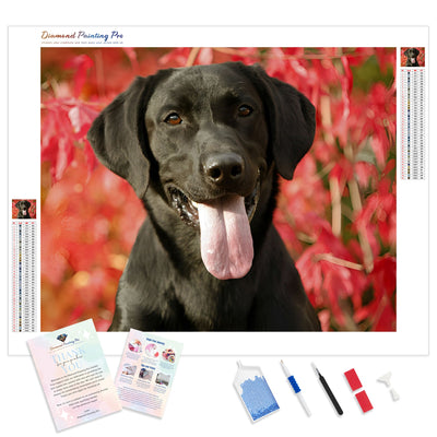 Black Labrador | Diamond Painting Kit - Full Drill - Square or Round Diamonds with AB Drills Option