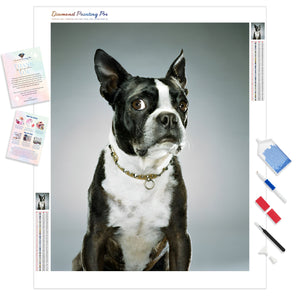 Boston Terrier Portrait | Diamond Painting