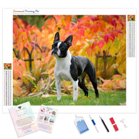 Boston Terrier | Diamond Painting