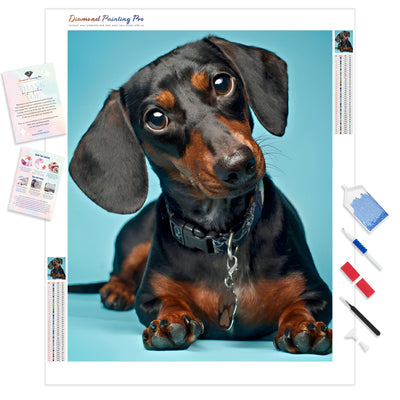 Dachshund portrait | Diamond Painting