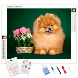 Pomeranian Dog Flowers | Diamond Painting