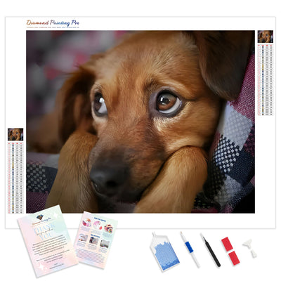 Puppy Dog Eyes | Diamond Painting Kit - Full Drill - Square or Round Diamonds with AB Drills Option