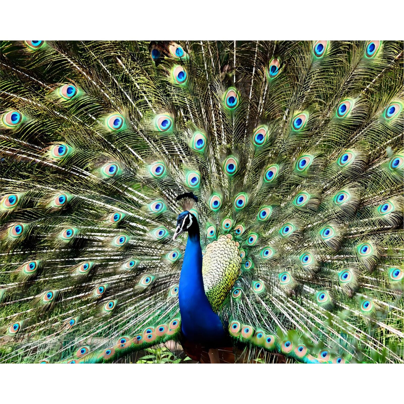 Blue and Green Peacock | Diamond Painting Design - Full Drill Diamond Art with 5d Square or Round Diamonds - AB Drills Available