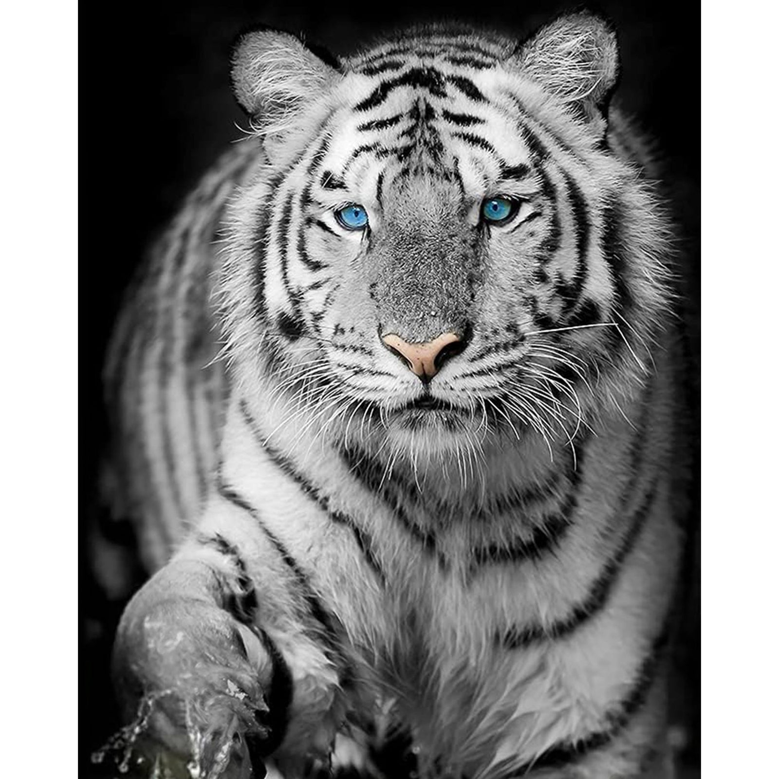 Blue Eyed Snow Tiger | Diamond Painting Design - Full Drill Diamond Art with 5d Square or Round Diamonds - AB Drills Available