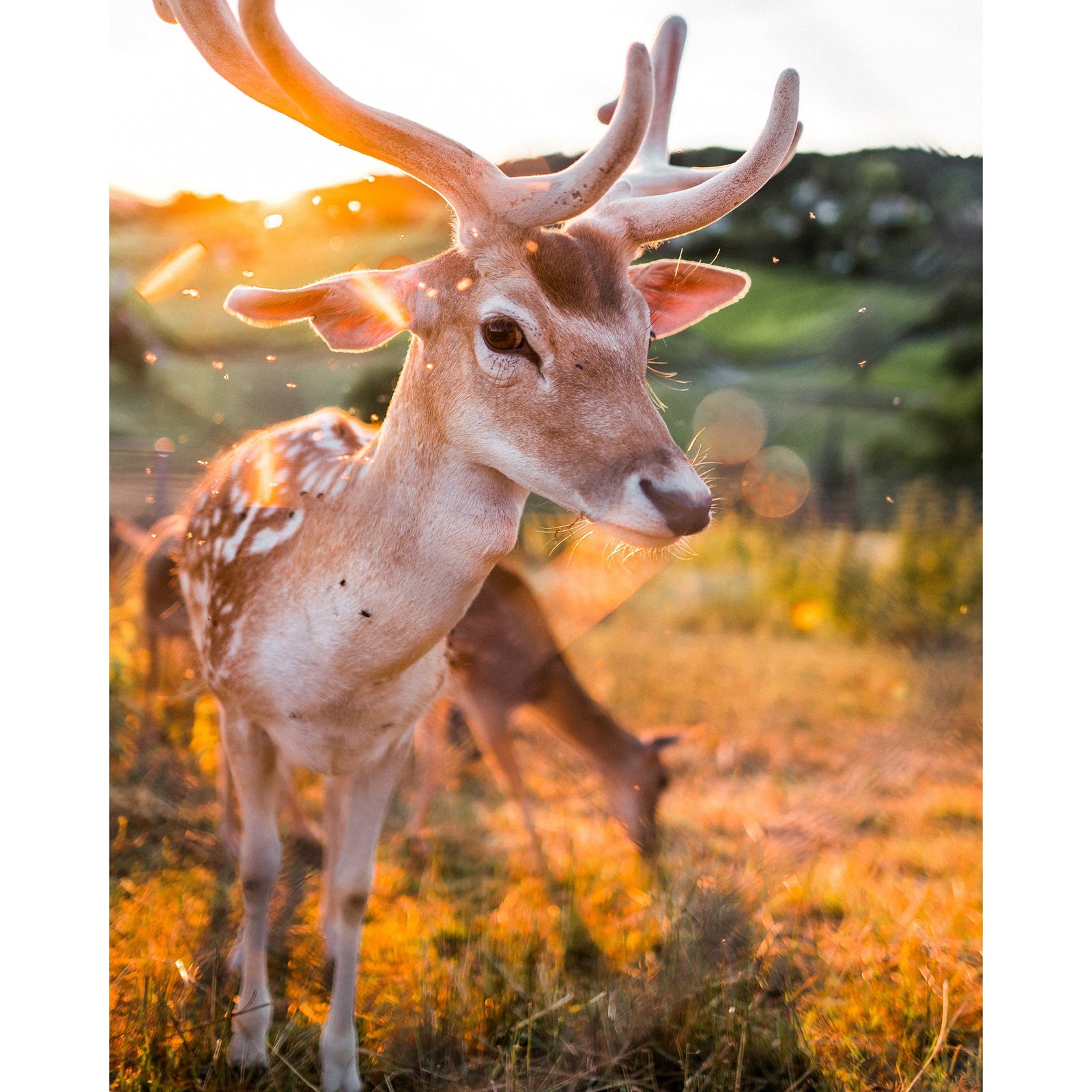 Cute Deer | Diamond Painting Design - Full Drill Diamond Art with 5d Square or Round Diamonds - AB Drills Available