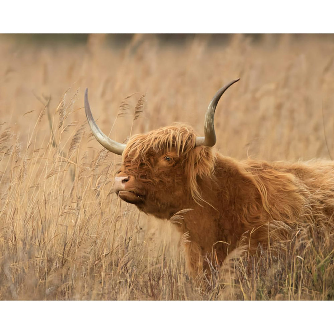 Highland Cow | Diamond Painting