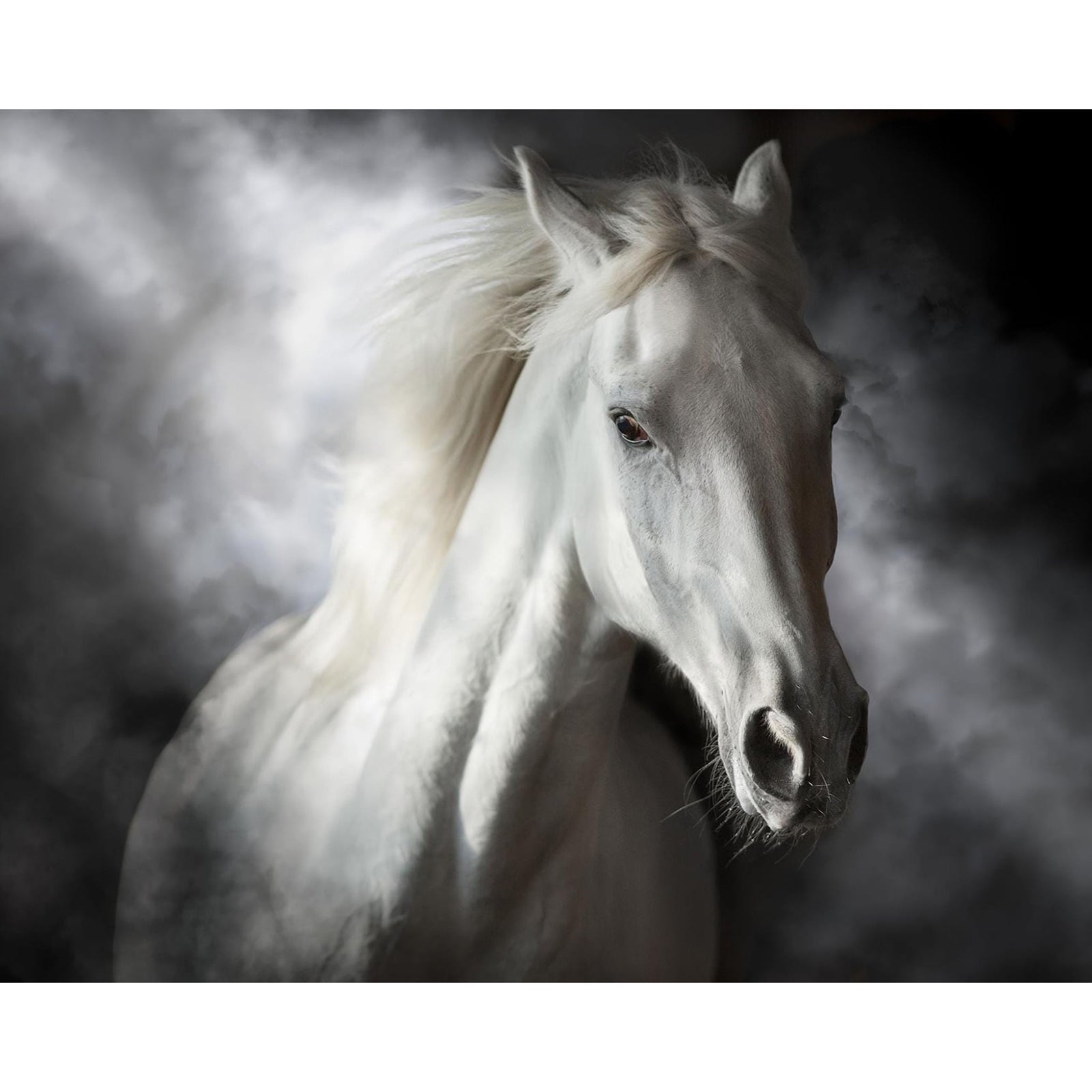 White Stallion | Diamond Painting Design - Full Drill Diamond Art with 5d Square or Round Diamonds - AB Drills Available