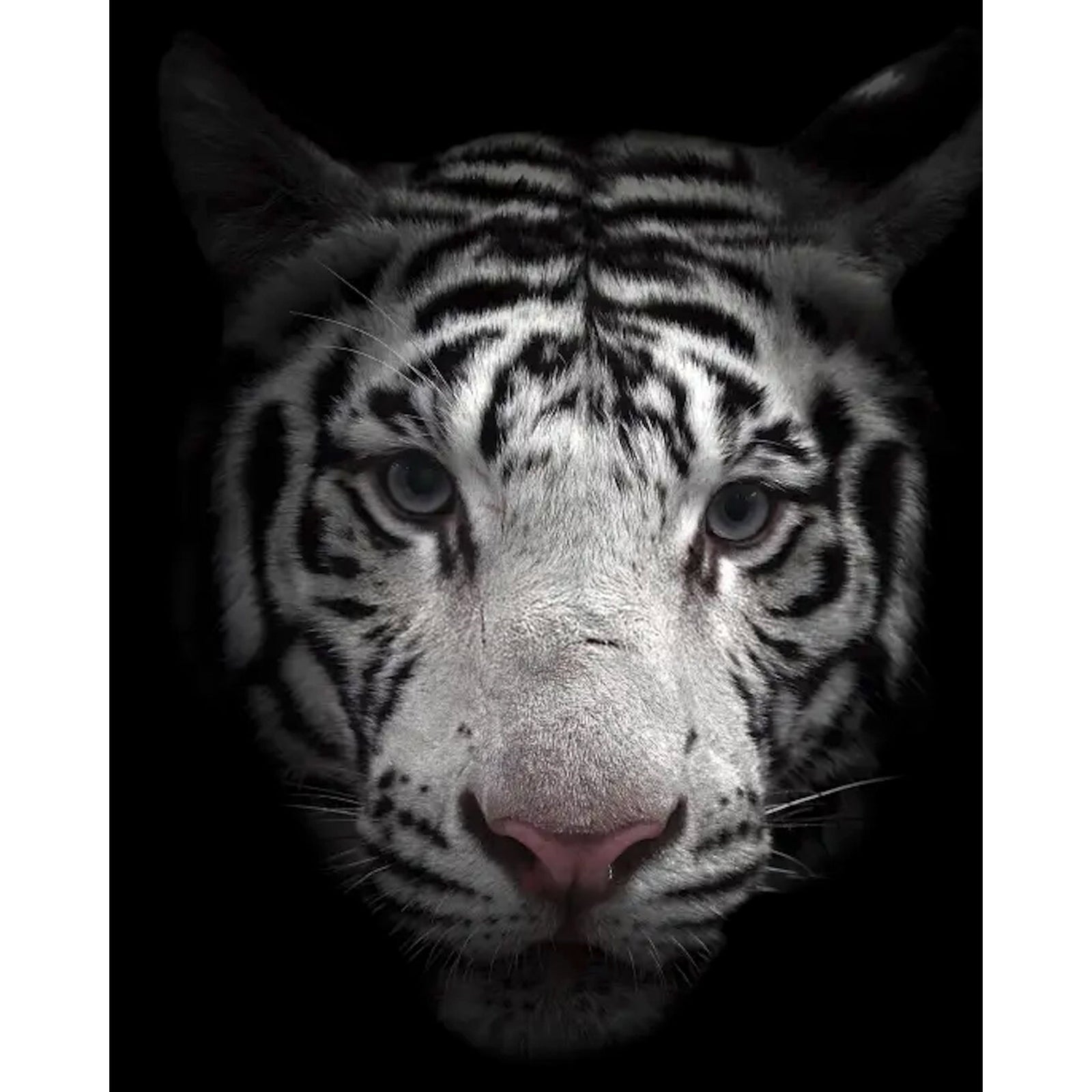 Black and White Bengal Tiger | Diamond Painting Design - Full Drill Diamond Art with 5d Square or Round Diamonds - AB Drills Available