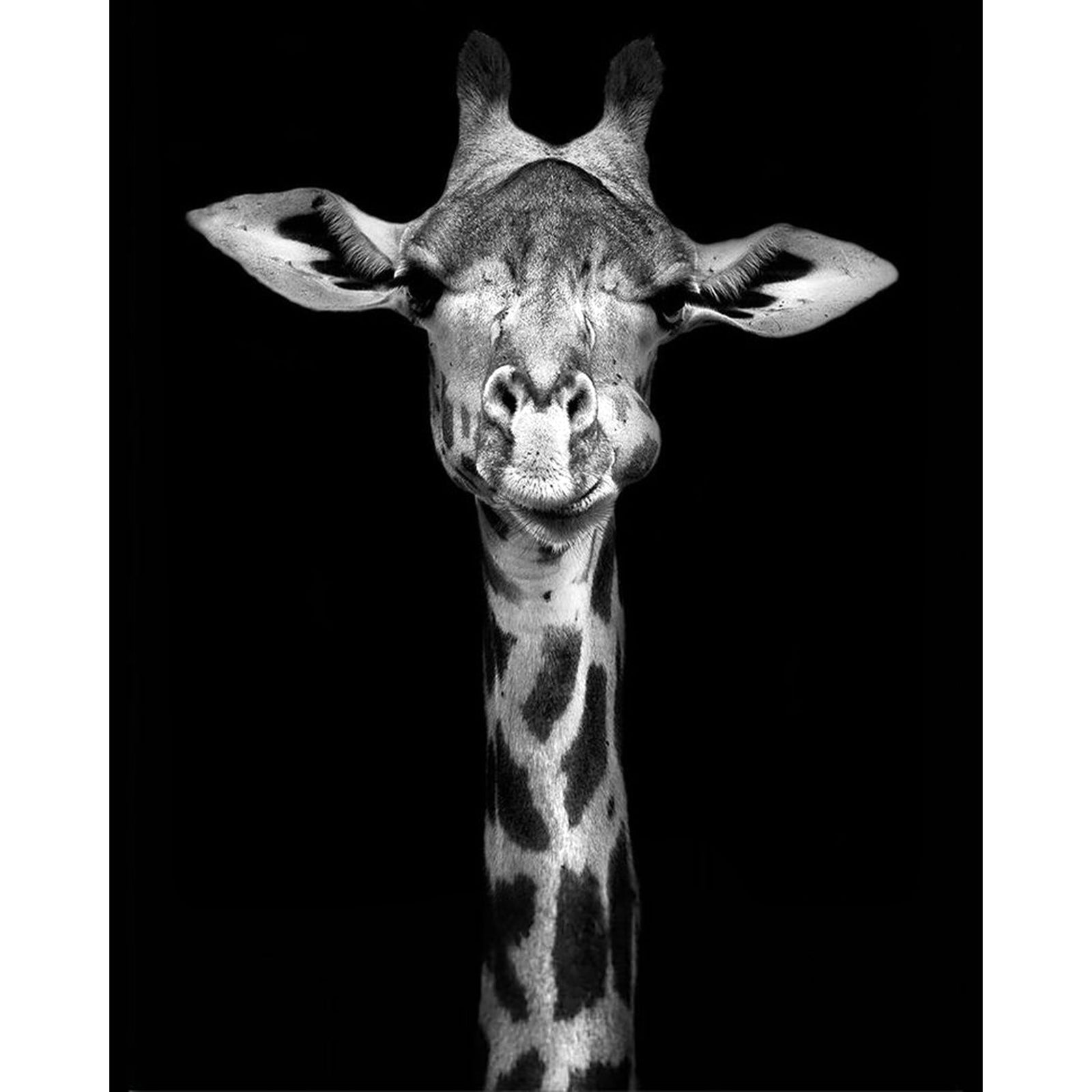 Black and White Giraffe | Diamond Painting Design - Full Drill Diamond Art with 5d Square or Round Diamonds - AB Drills Available