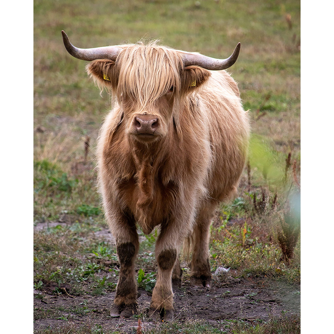 brown cattle | Diamond Painting