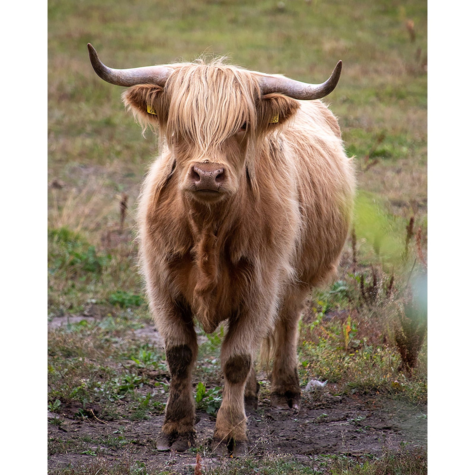 Brown Cattle | Diamond Painting Design - Full Drill Diamond Art with 5d Square or Round Diamonds - AB Drills Available