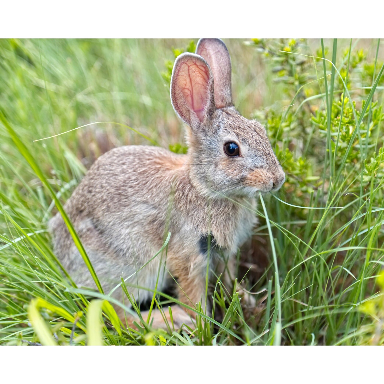 Bunny Munching Grass | Diamond Painting Design - Full Drill Diamond Art with 5d Square or Round Diamonds - AB Drills Available