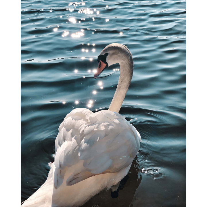 White swan | Diamond Painting