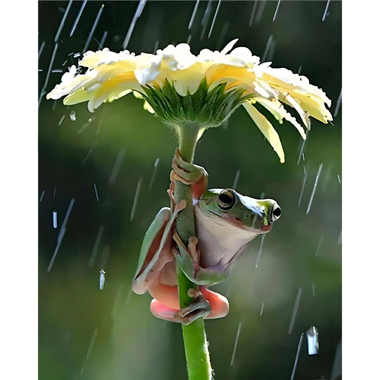 Frog on a Flower in The Rain | Diamond Painting Design - Full Drill Diamond Art with 5d Square or Round Diamonds - AB Drills Available