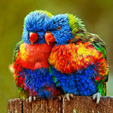 Animal Birds in Love | Diamond Painting Design - Full Drill Diamond Art with 5d Square or Round Diamonds - AB Drills Available