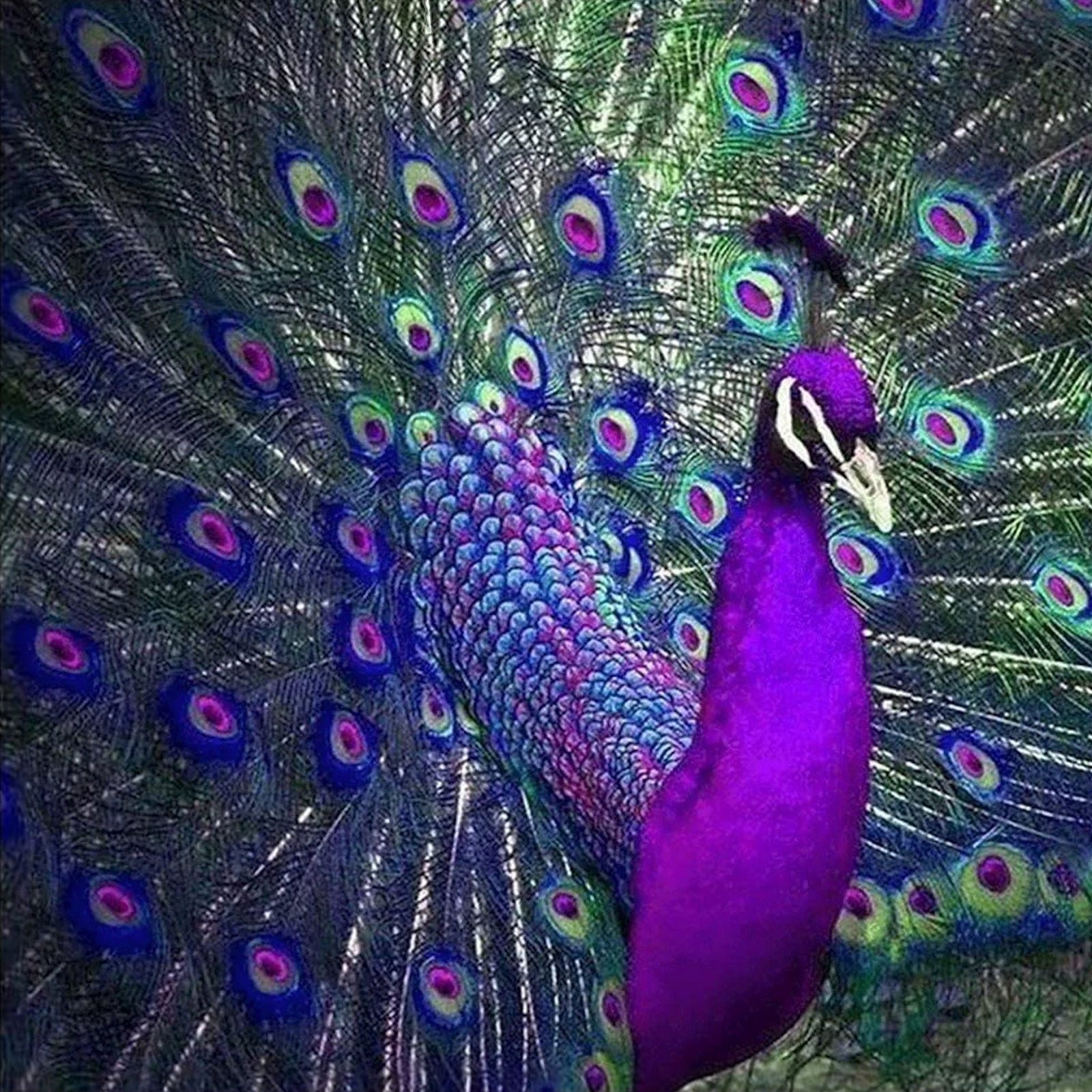 Purple and Blue Peacock | Diamond Painting Design - Full Drill Diamond Art with 5d Square or Round Diamonds - AB Drills Available