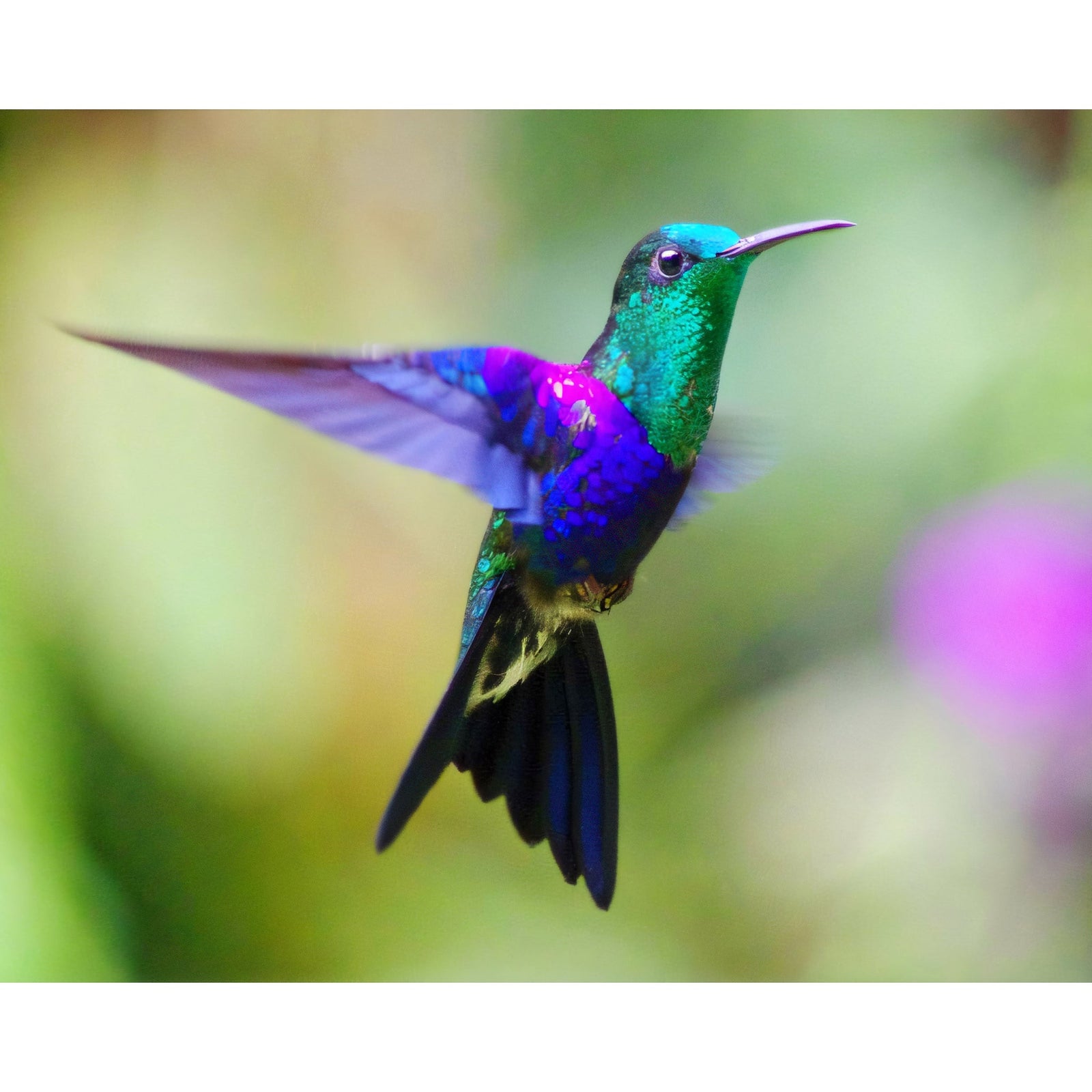 Blue Headed Hummingbird | Diamond Painting Design - Full Drill Diamond Art with 5d Square or Round Diamonds - AB Drills Available