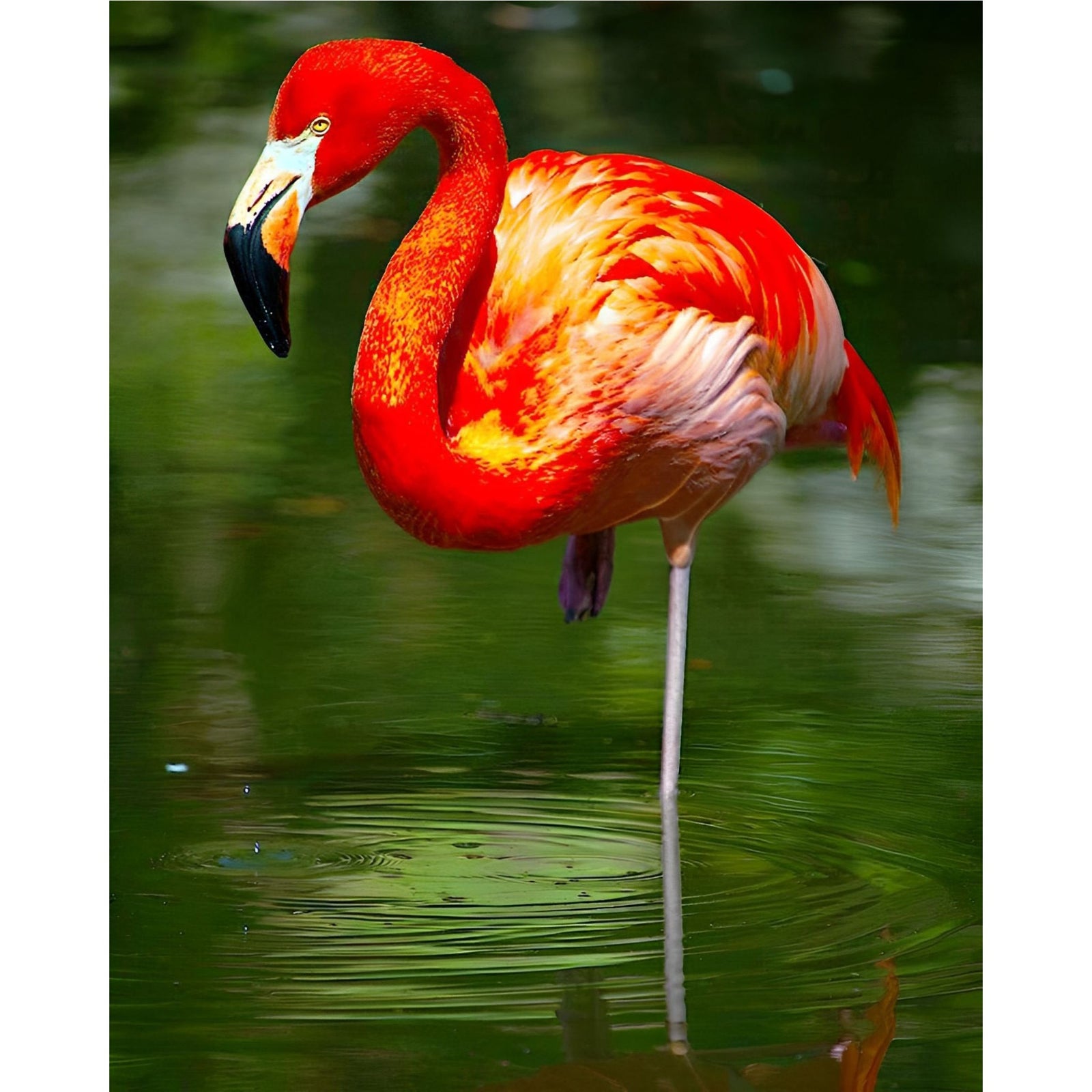 Flamingo Reflection | Diamond Painting Design - Full Drill Diamond Art with 5d Square or Round Diamonds - AB Drills Available