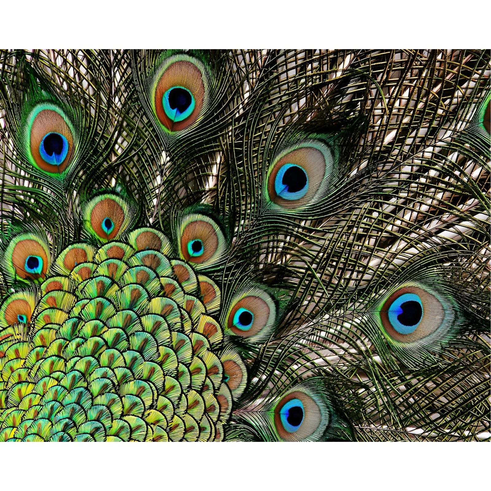 Peacock Feathers | Diamond Painting Design - Full Drill Diamond Art with 5d Square or Round Diamonds - AB Drills Available