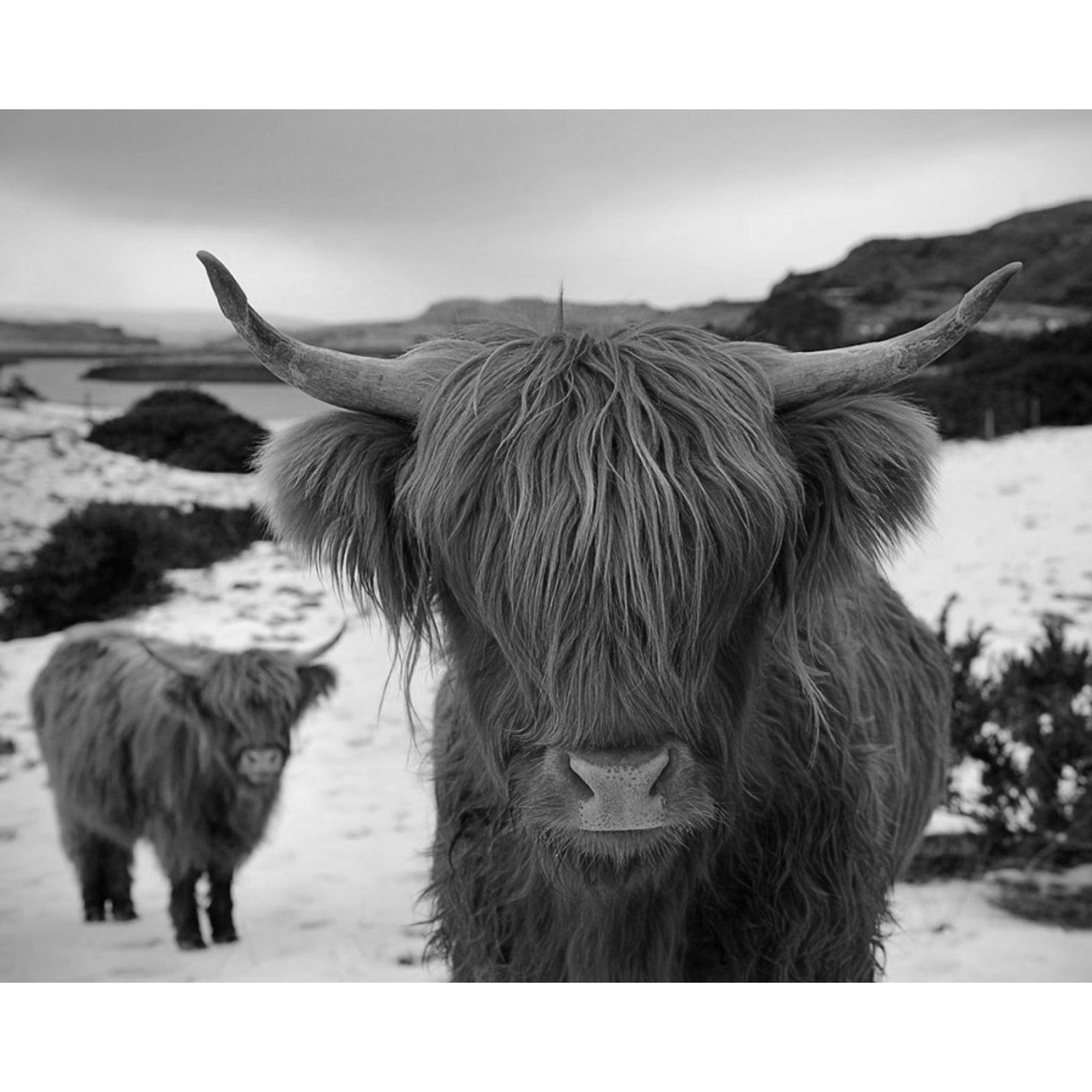 Black White Highland Cow | Diamond Painting Design - Full Drill Diamond Art with 5d Square or Round Diamonds - AB Drills Available