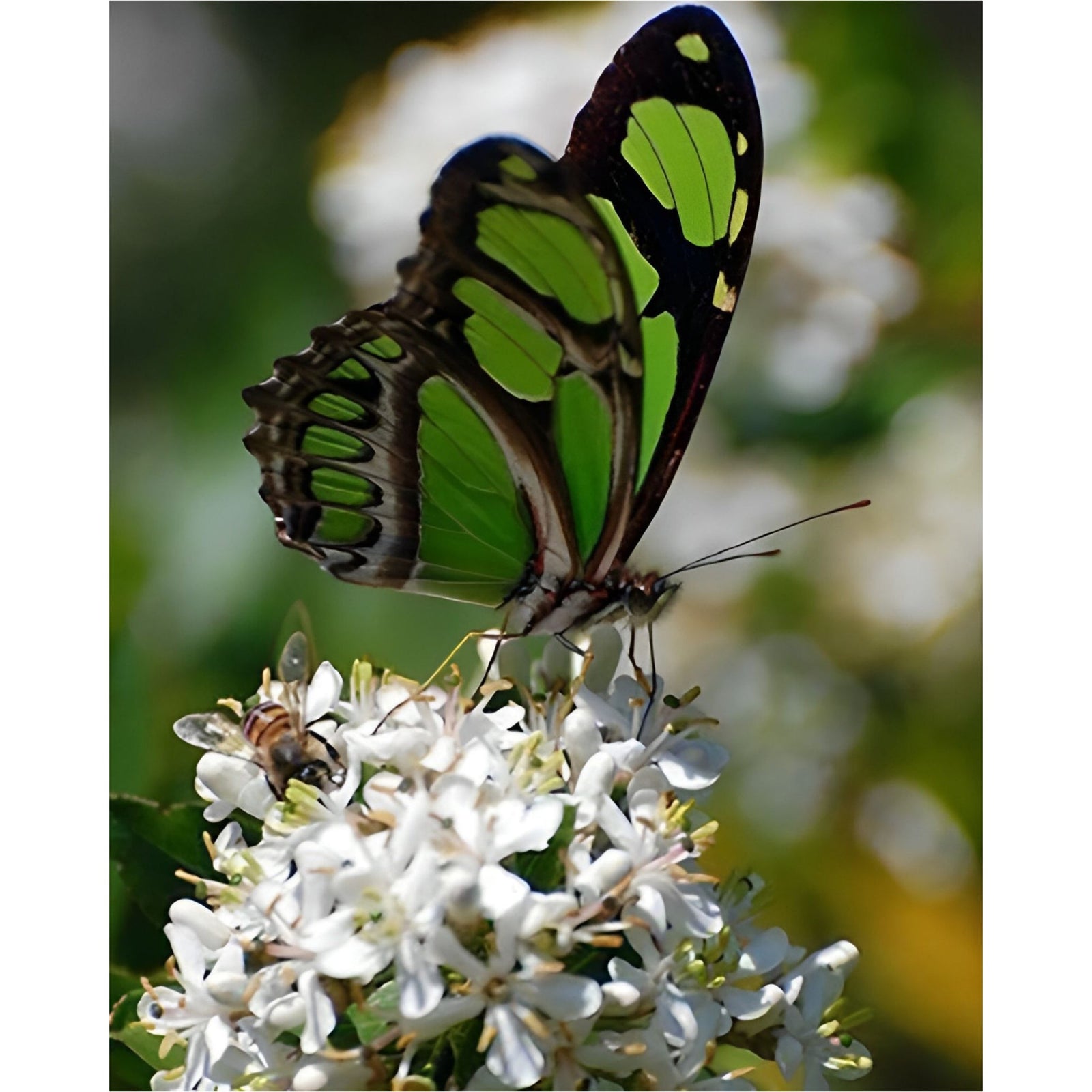 Butterfly and Bee | Diamond Painting Design - Full Drill Diamond Art with 5d Square or Round Diamonds - AB Drills Available