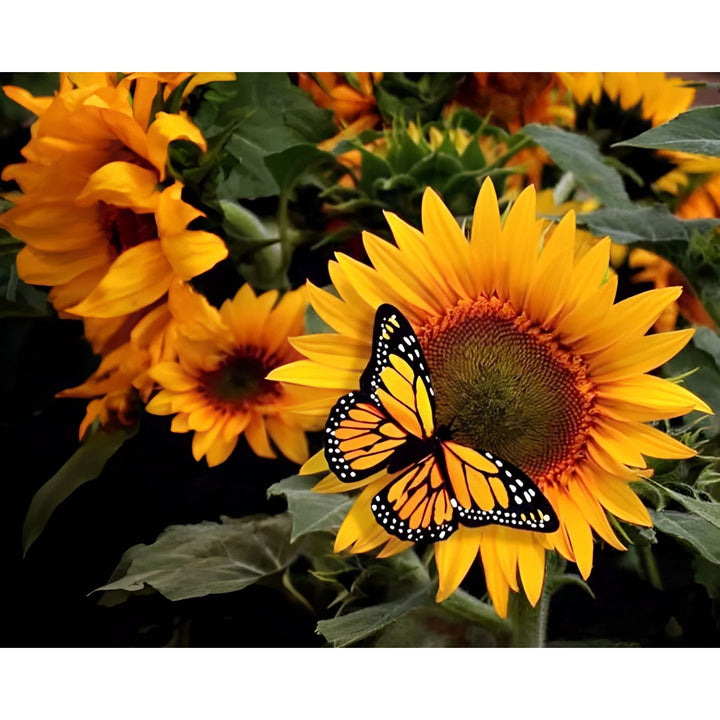Butterfly By Sunflower | Diamond Painting