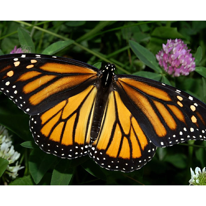 Monarch Butterfly | Diamond Painting