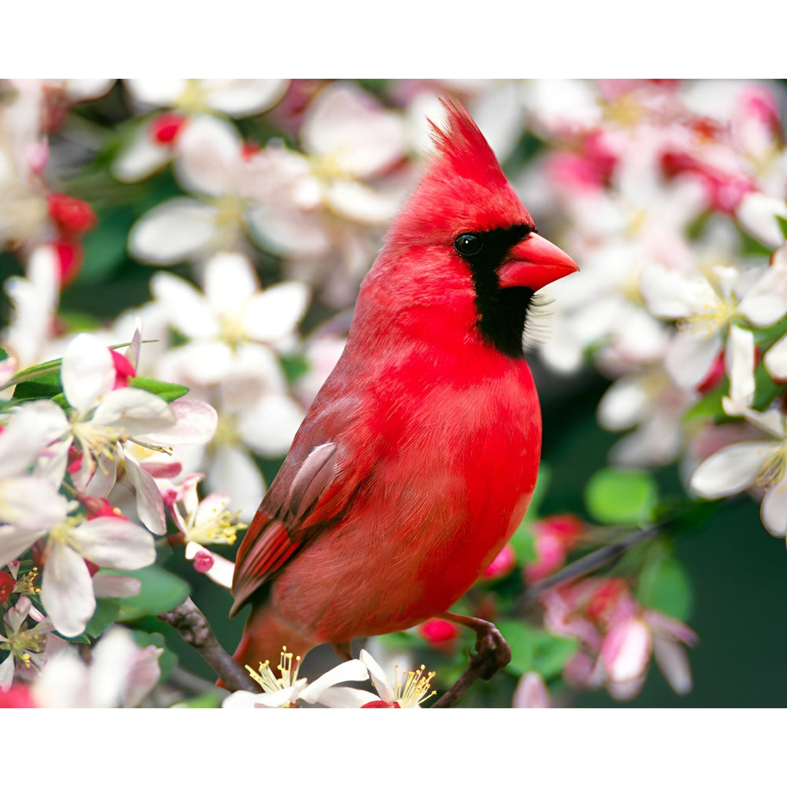 Cardinal Bird on the Trunk | Diamond Painting Design - Full Drill Diamond Art with 5d Square or Round Diamonds - AB Drills Available