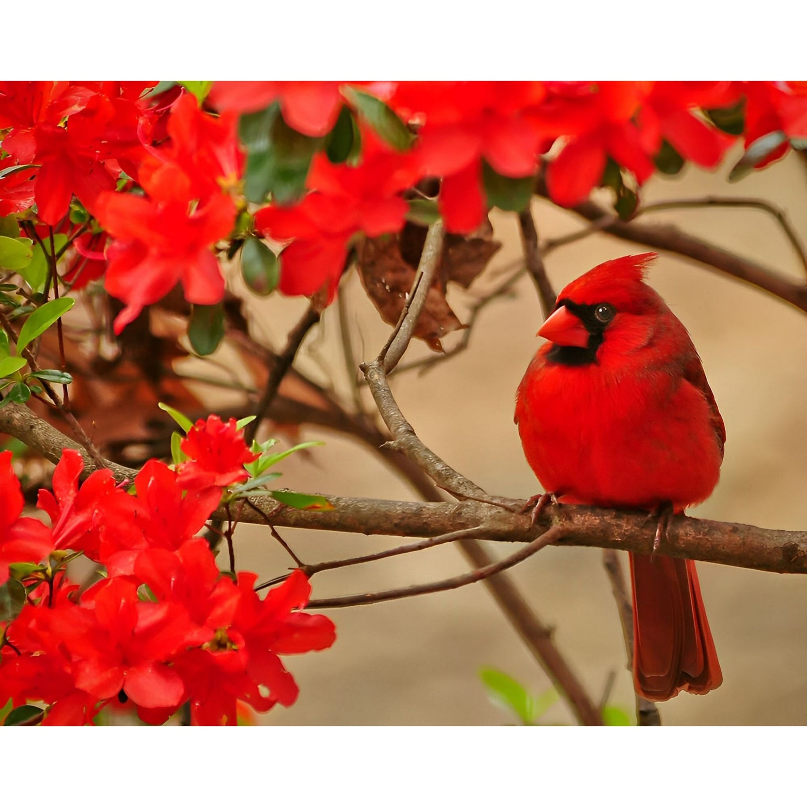 Cardinal bird standing on a tree branch | Diamond Painting Design - Full Drill Diamond Art with 5d Square or Round Diamonds - AB Drills Available