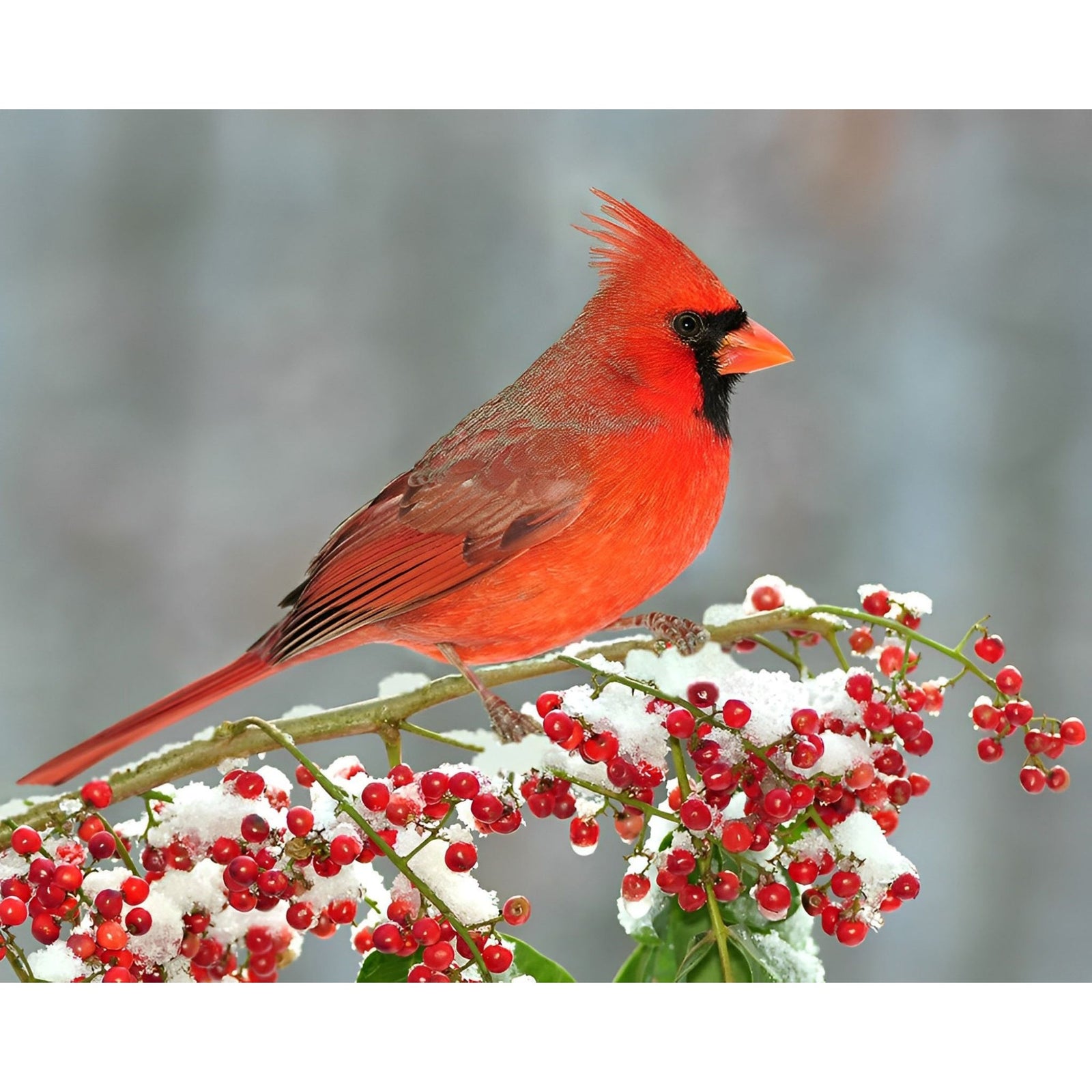 Cardinal in Winter | Diamond Painting Design - Full Drill Diamond Art with 5d Square or Round Diamonds - AB Drills Available