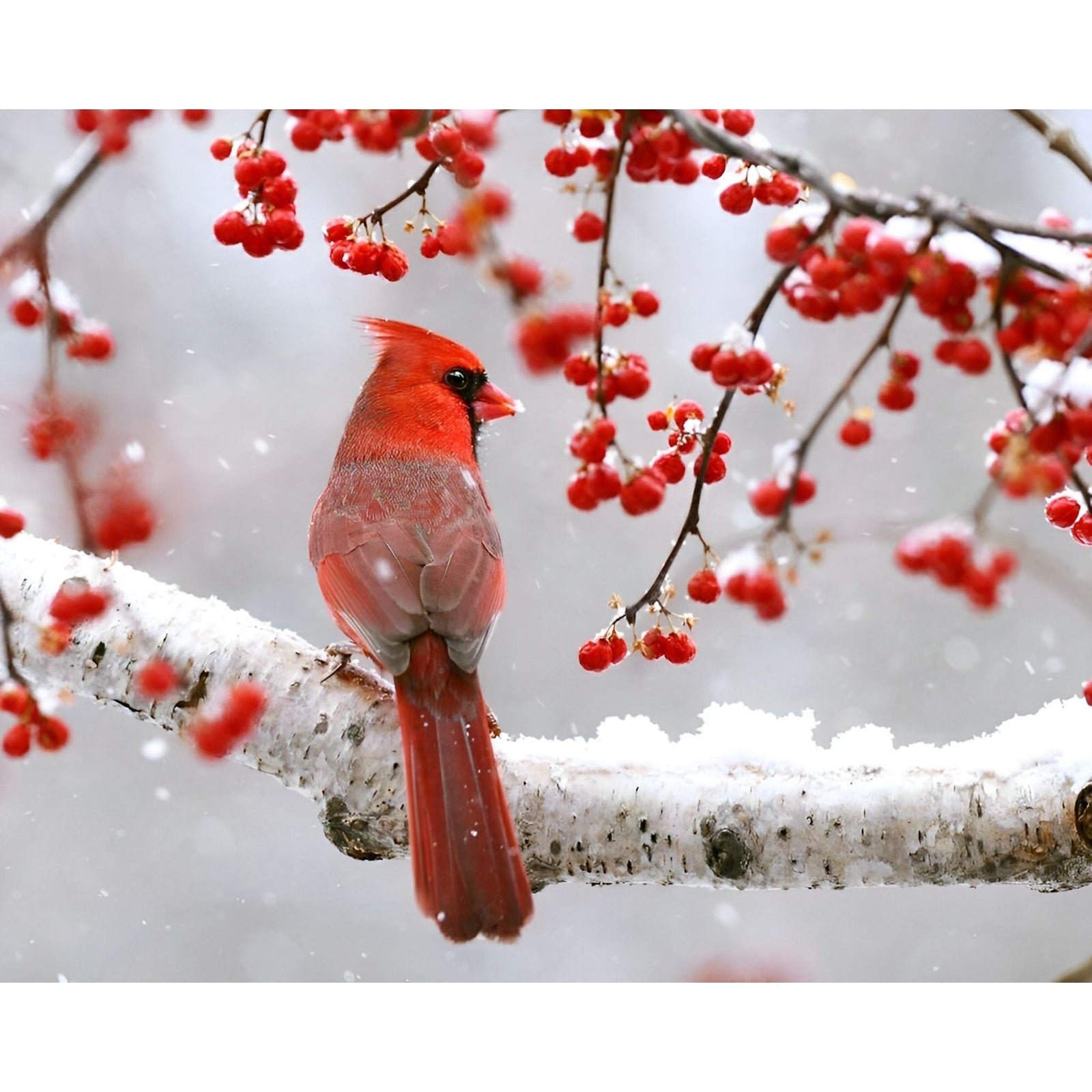 Berry Tree Cardinal | Diamond Painting Design - Full Drill Diamond Art with 5d Square or Round Diamonds - AB Drills Available