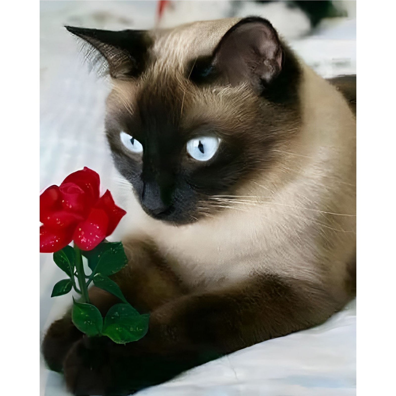 Romeo Kitty | Diamond Painting Design - Full Drill Diamond Art with 5d Square or Round Diamonds - AB Drills Available