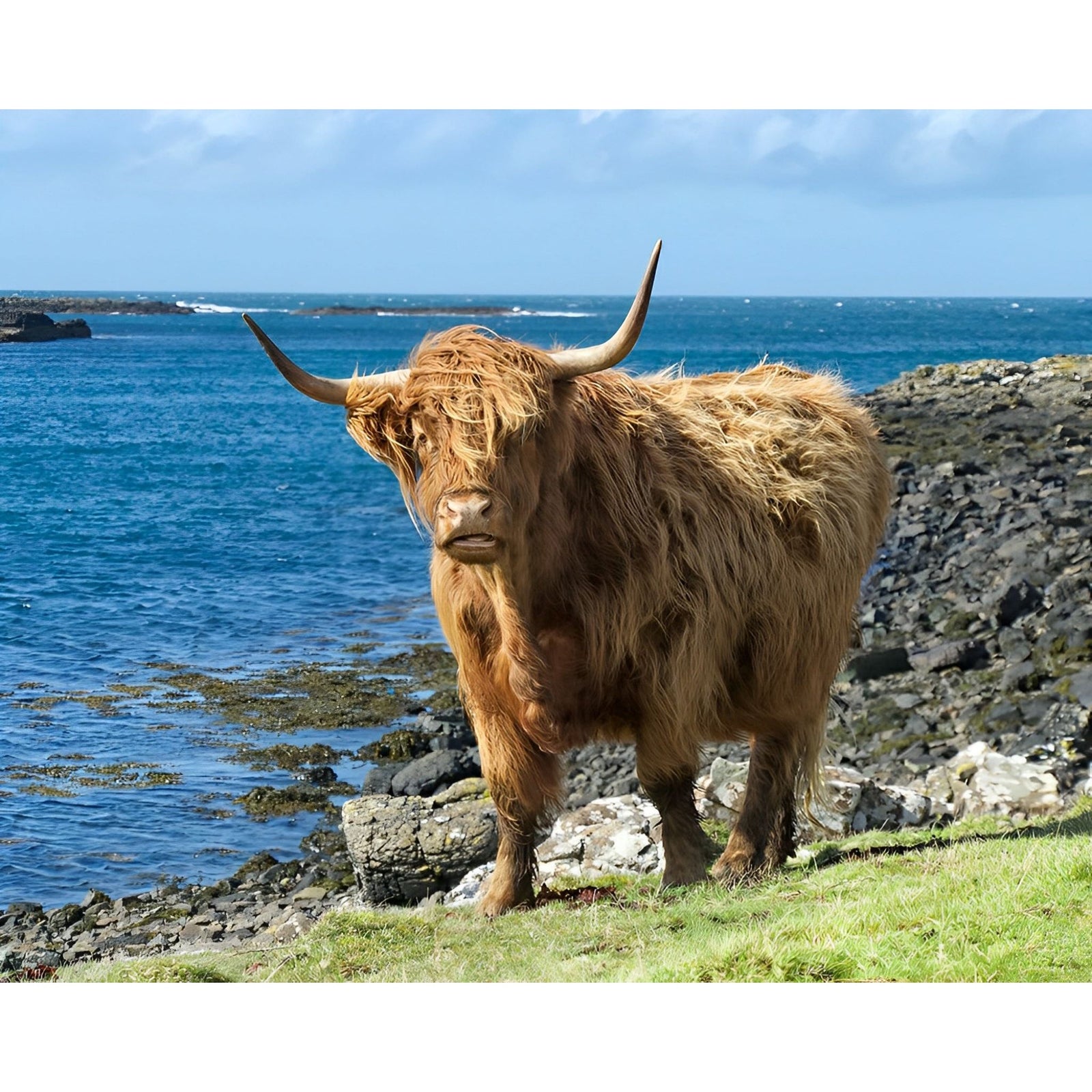 Scottish Highland Cattle | Diamond Painting Design - Full Drill Diamond Art with 5d Square or Round Diamonds - AB Drills Available