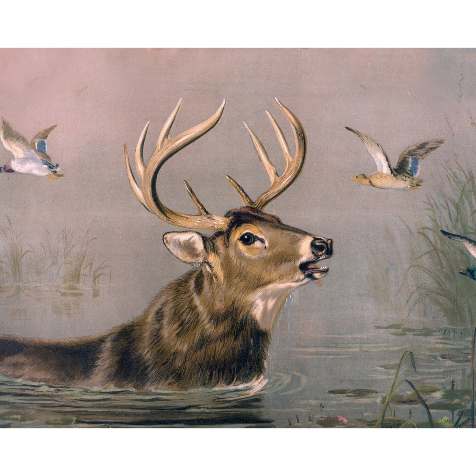 Stag in Water | Diamond Painting Design - Full Drill Diamond Art with 5d Square or Round Diamonds - AB Drills Available