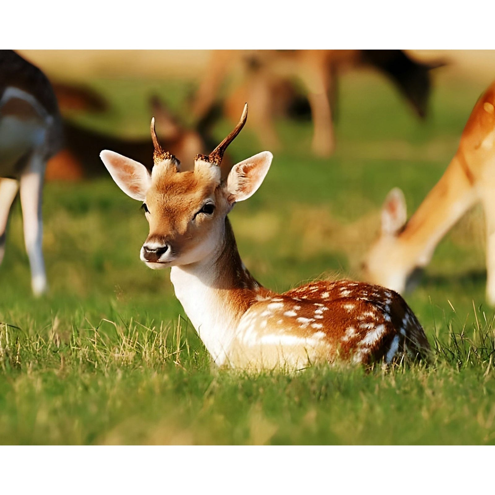 Baby Deer | Diamond Painting Design - Full Drill Diamond Art with 5d Square or Round Diamonds - AB Drills Available