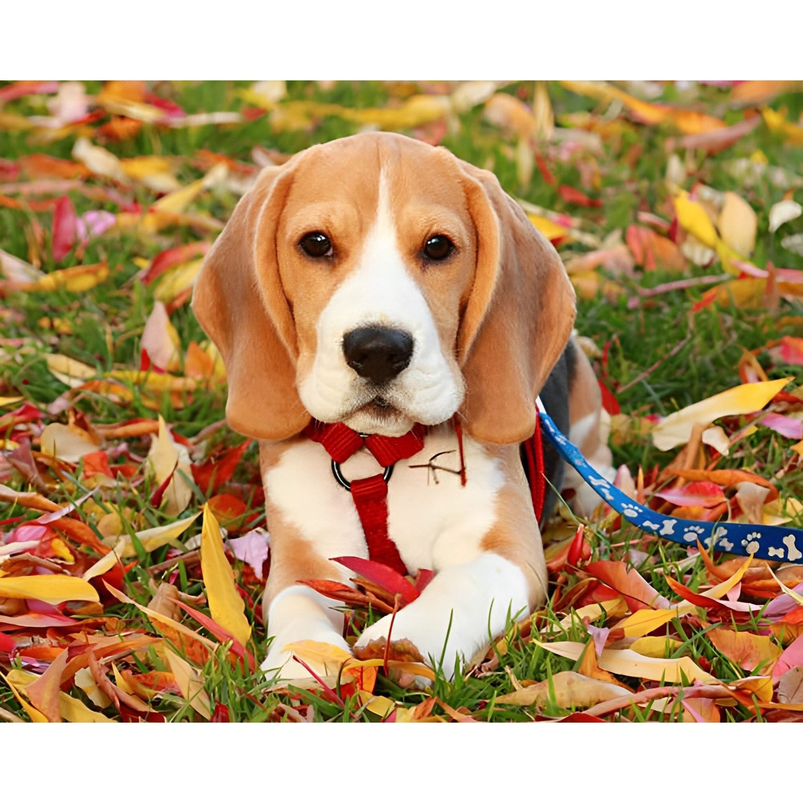 Beagle & Falling Leaves | Diamond Painting Design - Full Drill Diamond Art with 5d Square or Round Diamonds - AB Drills Available