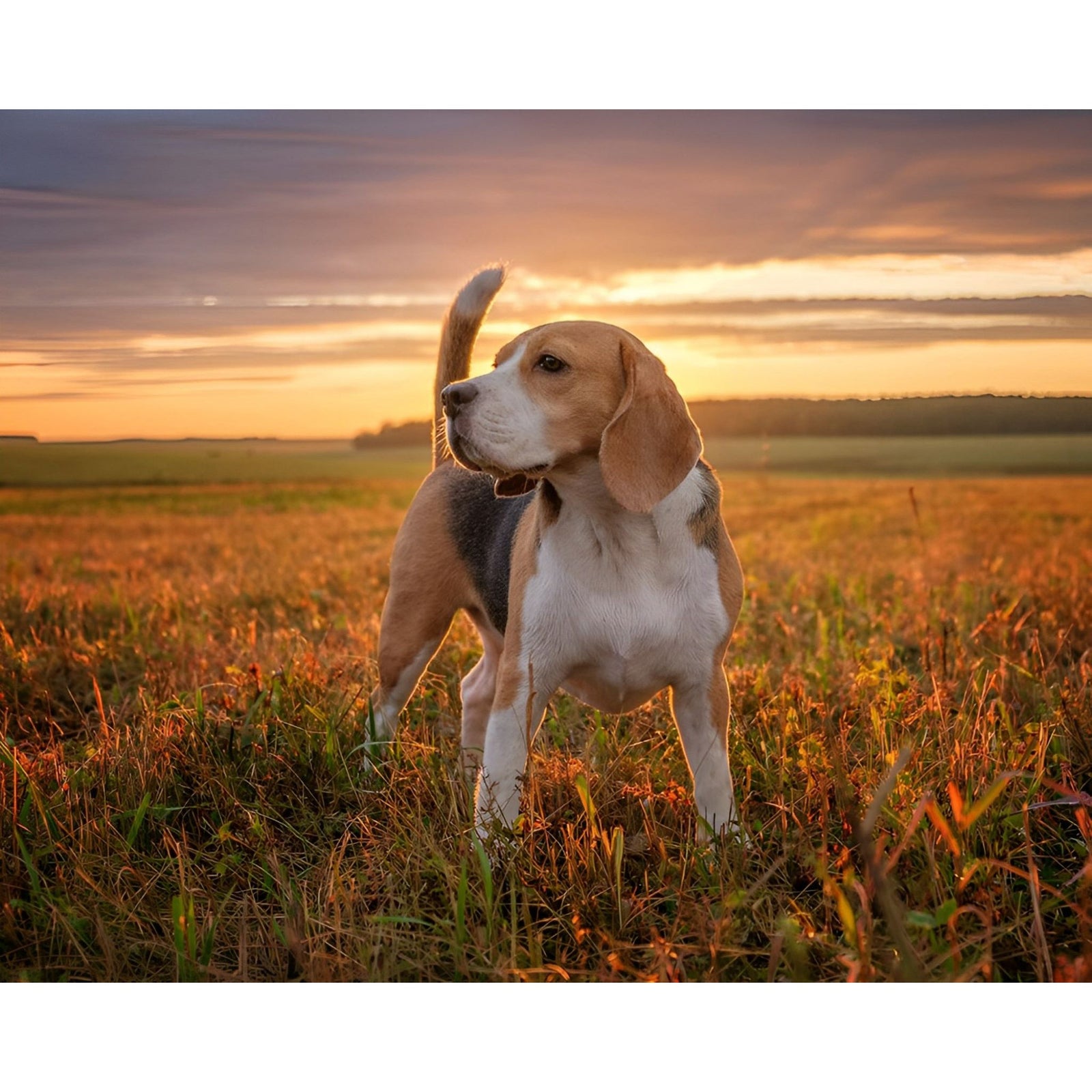 Beagle Dog | Diamond Painting Design - Full Drill Diamond Art with 5d Square or Round Diamonds - AB Drills Available