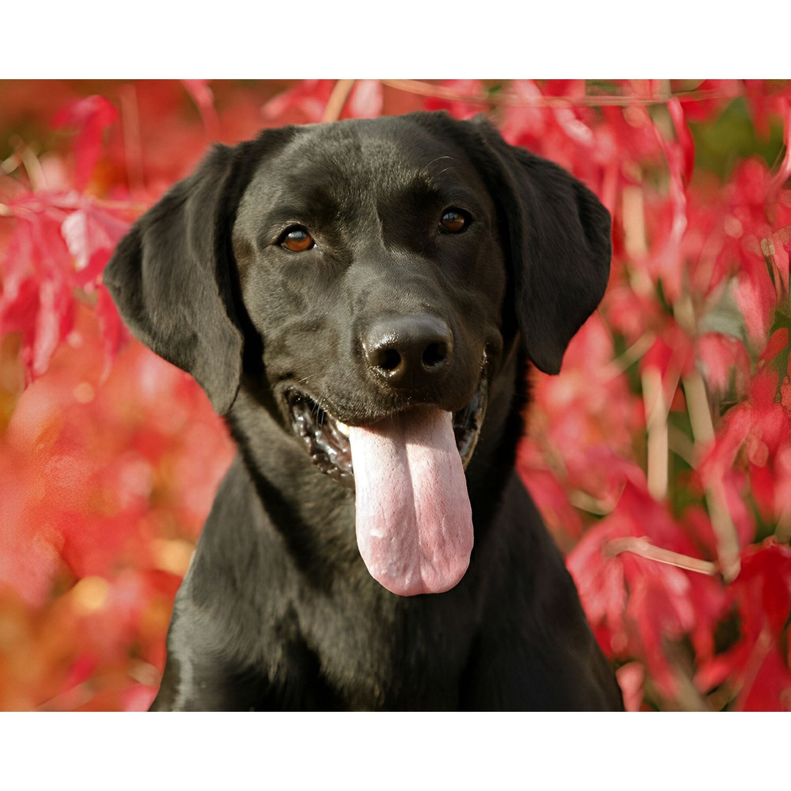 Black Labrador | Diamond Painting Design - Full Drill Diamond Art with 5d Square or Round Diamonds - AB Drills Available