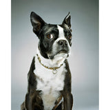 Boston Terrier Portrait | Diamond Painting Design - Full Drill Diamond Art with 5d Square or Round Diamonds - AB Drills Available