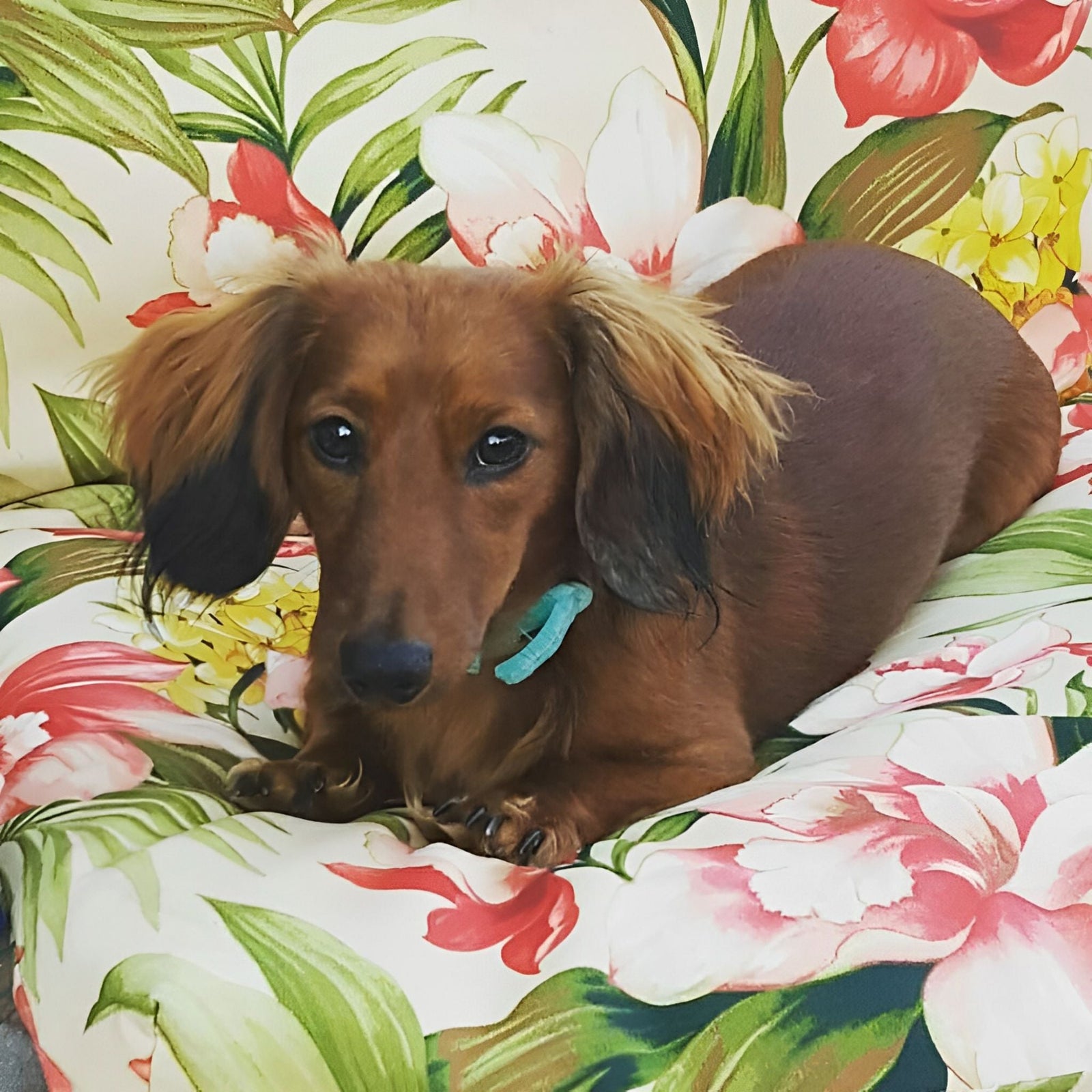 Dachshund Floral Dog | Diamond Painting Design - Full Drill Diamond Art with 5d Square or Round Diamonds - AB Drills Available