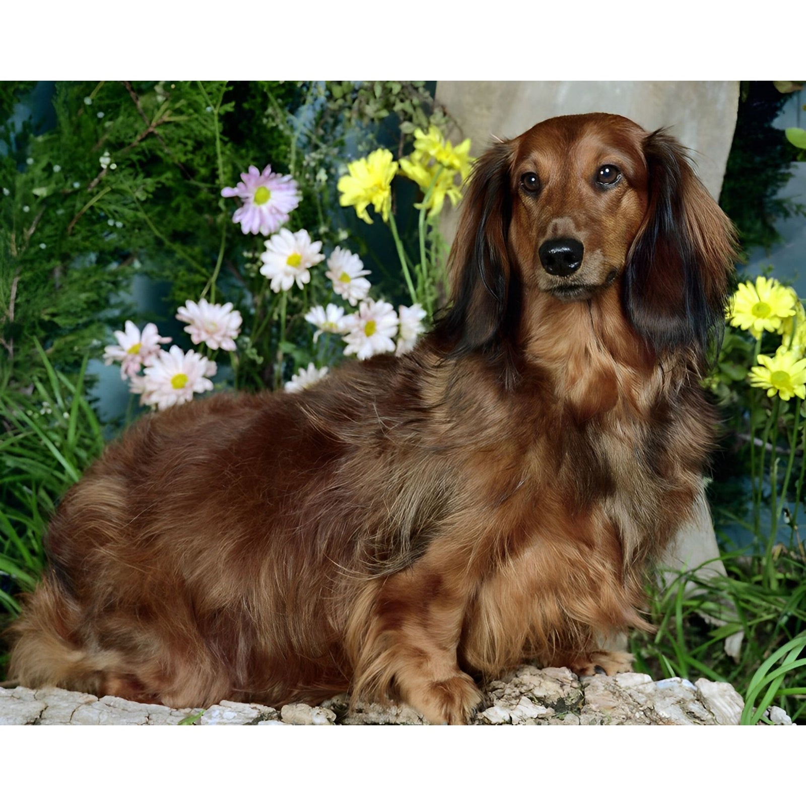 Dachshund Long Hair | Diamond Painting Design - Full Drill Diamond Art with 5d Square or Round Diamonds - AB Drills Available