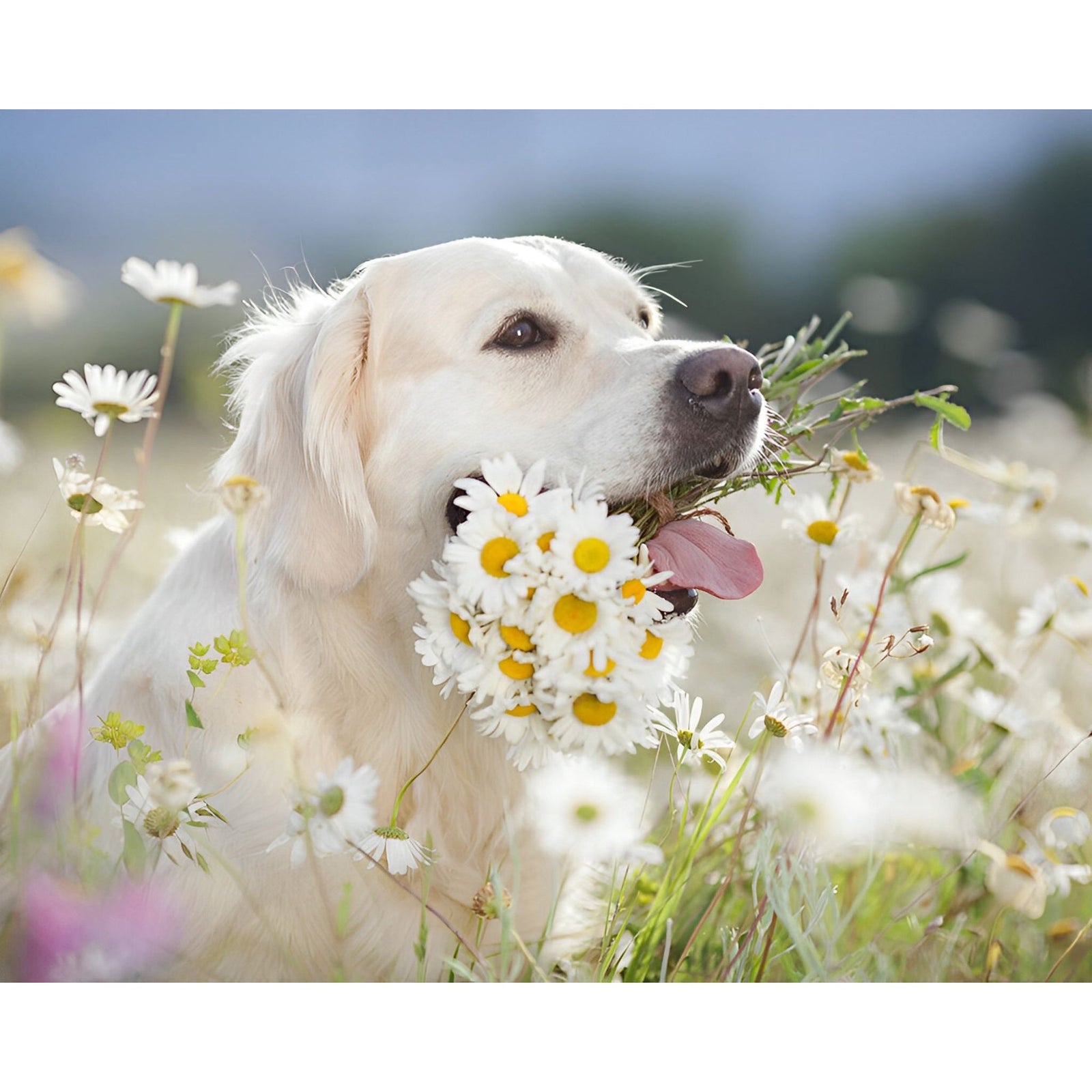 White Dog Amongst Flowers | Diamond Painting Design - Full Drill Diamond Art with 5d Square or Round Diamonds - AB Drills Available